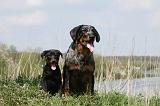BEAUCERON - ADULTS and PUPPIES 028